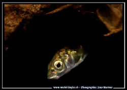 A very shy fish called in French "Epinoche" - maybe a "Mi... by Michel Lonfat 